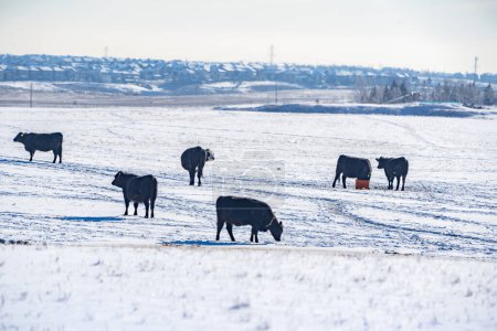 Rinder weiden auf schneebedeckten Feldern, im Hintergrund die Zersiedelung von Calgary Alberta.