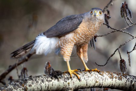 Cooper's hawk predatory bird standing on a tree branch found at a Calgary Park in Western Canada.