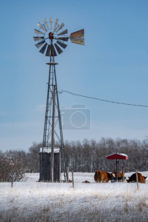 Vintage-Windmühle auf einem ländlichen Bauernhof mit Rindern und Blick auf ein schneebedecktes Feld im Rocky View County Alberta Kanada.