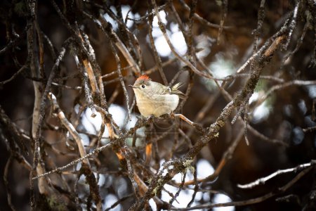 Ruby Crowned Kinglet perched on a tree branch during spring in Banff Canada.