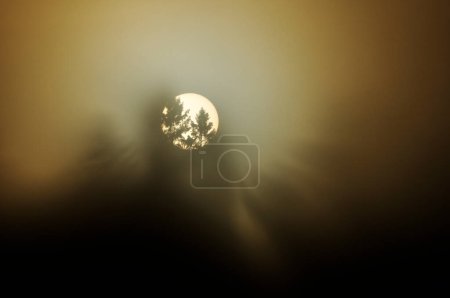 Téléchargez les photos : Soleil brille à travers le brouillard et les arbres en finnois, Molnlycke, Suède, Europe - en image libre de droit