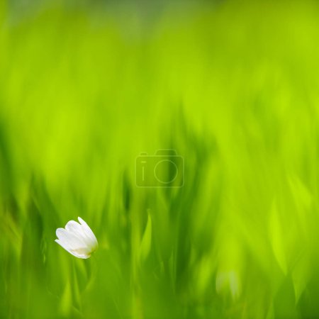 Photo for Wood anemone (Anemone nemorosa) in close up, Sweden, Europe - Royalty Free Image