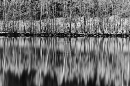 Photo for Trees reflected in still water - Royalty Free Image