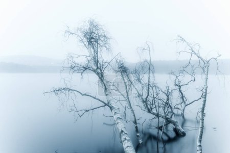 Téléchargez les photos : Beau paysage avec arbre dans l'eau et lac brumeux - en image libre de droit