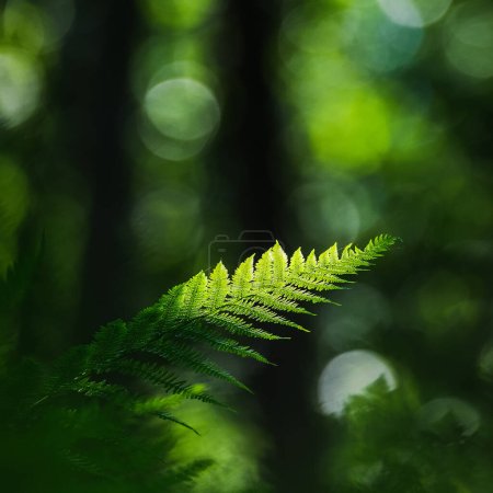 Photo for Green fern, Sterdalen, Dalarna, Sweden - Royalty Free Image