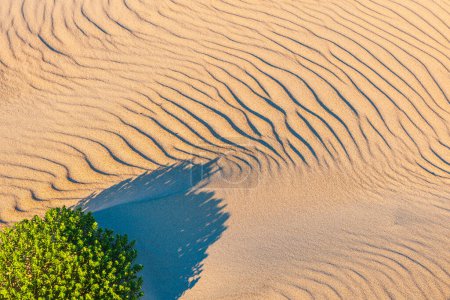 Foto de Arbusto verde y arena modelada por el viento - Imagen libre de derechos