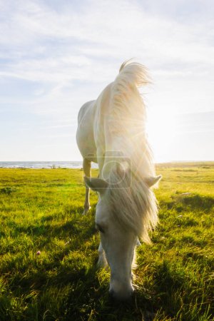 Téléchargez les photos : Le cheval blanc broute dans un champ ensoleillé - en image libre de droit