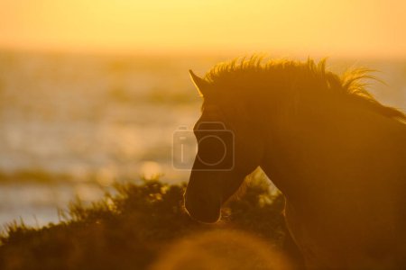 Téléchargez les photos : Silhouette d'un cheval au bord de l'océan au coucher du soleil - en image libre de droit
