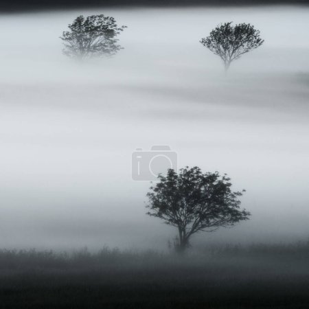 Foto de Tres árboles en la niebla, Halland, Suecia - Imagen libre de derechos