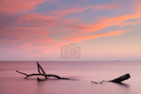 Photo for Branch partially submerged in the ocean at sunset - Royalty Free Image