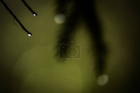 Foto de Acercamiento del rocío en las ramas de un pino - Imagen libre de derechos