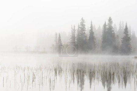 Téléchargez les photos : Lac et forêt brumeux, Dalarna, Suède - en image libre de droit