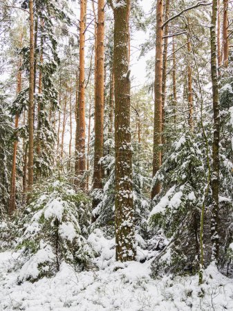 Photo for A tranquil and wintry scene of snow-covered pines in a Nordic forest, creating an environment of natural beauty. - Royalty Free Image