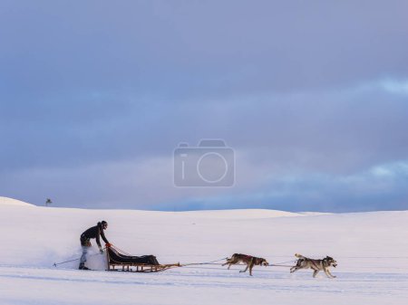 Photo for Dog sledding in Sweden - Royalty Free Image