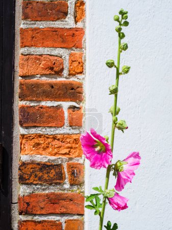 Photo for Flowers in front of building - Royalty Free Image