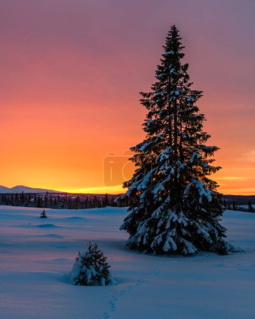 Photo for Trees in winter landscape with colorful sunset - Royalty Free Image