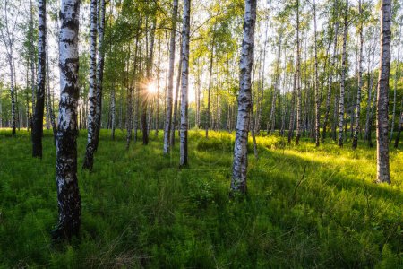 Téléchargez les photos : Lumière du soleil à travers une forêt de bouleaux et d'herbe verte - en image libre de droit