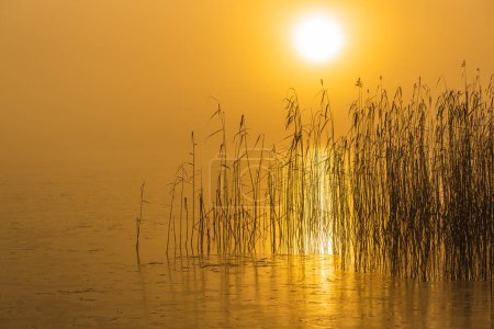 Photo for Reeds in misty lake at sunrise - Royalty Free Image
