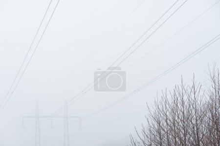 Photo for Tree in front of power lines in mist - Royalty Free Image