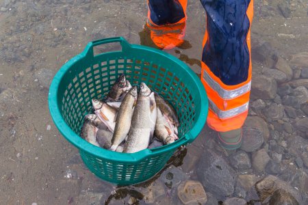 Foto de AKKAJAURE, SUECIA - 3 de agosto de 2015: Pescado fresco capturado en la cesta - Imagen libre de derechos