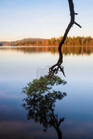 Photo for Reflection of pine tree in calm water. Sweden - Royalty Free Image