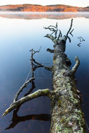 Foto de Árbol caído en el lago tranquilo - Imagen libre de derechos