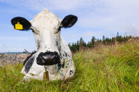 Photo for Cow lying on grass, Sweden - Royalty Free Image