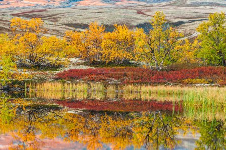 Photo for A peaceful autumn scene of Rondane Nationalpark, Norway; a serene lake reflecting the colorful tundra and marshland of this tranquil wilderness. - Royalty Free Image