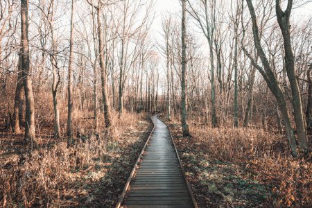Téléchargez les photos : Une scène d'automne tranquille à Gothenburg, Suède avec une promenade en planche menant à la forêt. L'arbre nu se dresse contre la terre et sert de rappel de la beauté et de la croissance des natures. - en image libre de droit