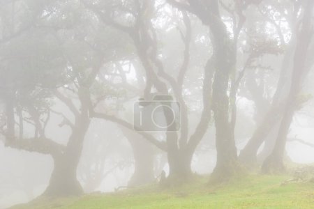 Photo for Mysterious fog blankets a lush laurisilva forest, shrouding crooked tress and hilly meadows in an atmosphere of peaceful tranquility. - Royalty Free Image
