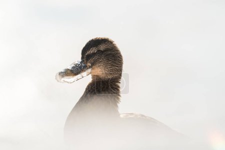 Photo for A close-up of a mallard duck in icy winter conditions, its beak frosted with ice. - Royalty Free Image