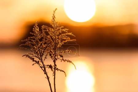 Photo for A stunning sunset illuminates a peaceful Swedish landscape of plants, branches and straw in vibrant orange and yellow hues. - Royalty Free Image