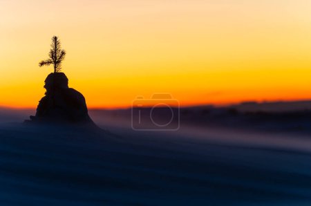 Photo for Snow covered tree plant standing on hill - Royalty Free Image