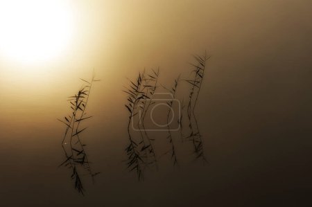 Téléchargez les photos : Soleil brille à travers le brouillard sur les plantes dans le lac - en image libre de droit