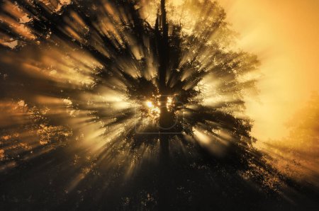 Téléchargez les photos : La lumière du soleil brille à travers la forêt, Suède - en image libre de droit