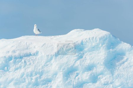 Photo for Sea gull bird sitting on top of iceberg - Royalty Free Image
