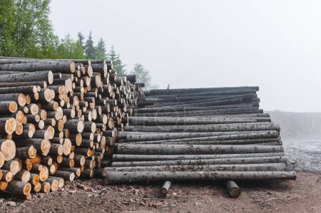 Téléchargez les photos : Un grand tas de grumes et de bois, extrait d'une zone déboisée pour l'industrie du bois, révèle plutôt l'abondance des problèmes environnementaux causés par la combustion de combustibles fossiles.. - en image libre de droit
