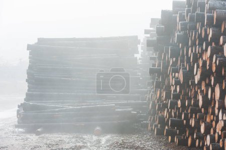Photo for A large heap of logs and timber, extracted from a deforested area for the wood industry, reveals the abundance of environmental issues caused by burning fossil fuels instead. - Royalty Free Image