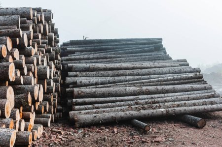 Téléchargez les photos : Un grand tas de grumes et de bois, extrait d'une zone déboisée pour l'industrie du bois, révèle plutôt l'abondance des problèmes environnementaux causés par la combustion de combustibles fossiles.. - en image libre de droit