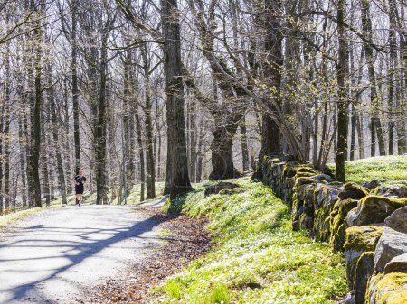 Photo for A male runner enjoys a tranquil woodland trail on a sunny spring day. - Royalty Free Image