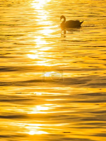 Photo for A swan swims at sunset, reflecting yellow sunlight on a rippled river. - Royalty Free Image