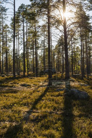Téléchargez les photos : La lumière du soleil brille à travers les pins d'une forêt nordique tranquille. - en image libre de droit