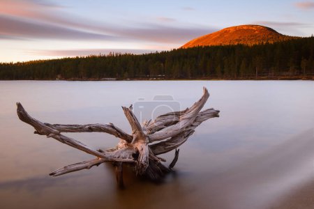 Photo for Drift wood at lake during sunset, Burusjon, Dalarna, Sweden. - Royalty Free Image