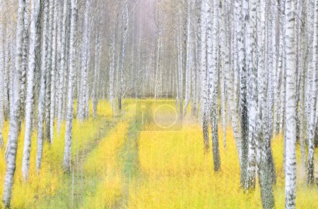 Photo for Blurred image of forest of silver birch trees, Gunnebo, Mlndal, Sweden, Europe - Royalty Free Image