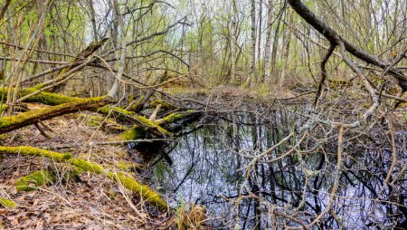 Photo for Pond in forest, Karlstad, Vrmland, Sweden, Europe - Royalty Free Image