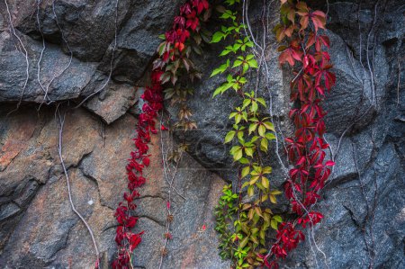 Foto de Coloridas plantas trepadoras creciendo en el acantilado - Imagen libre de derechos