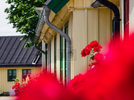 Téléchargez les photos : Roses poussant devant la maison - en image libre de droit