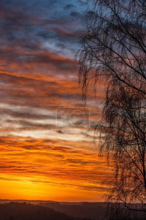 Téléchargez les photos : Silhouette d'arbre au lever du soleil - en image libre de droit
