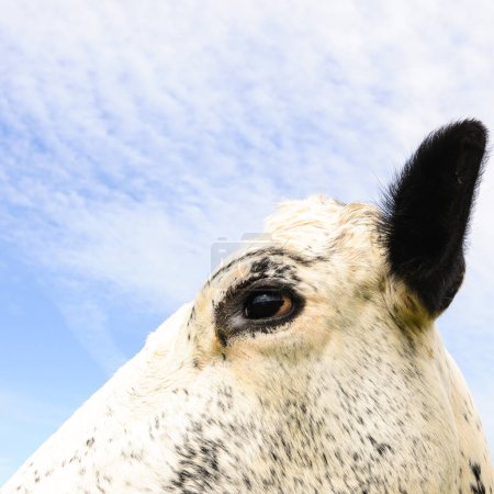 Foto de Vaca acostada sobre hierba, Suecia - Imagen libre de derechos