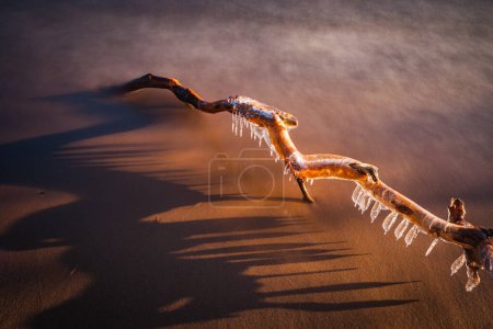 Téléchargez les photos : Icicles sur la branche d'arbre couché sur la plage - en image libre de droit